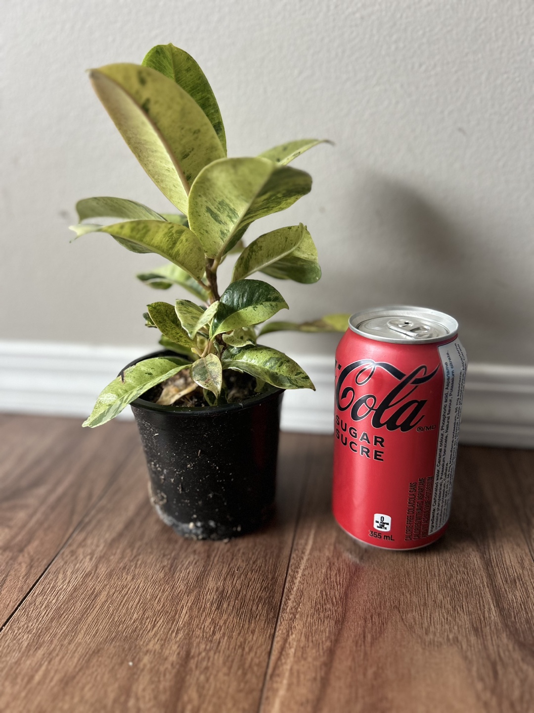 Ficus Variegated Plant