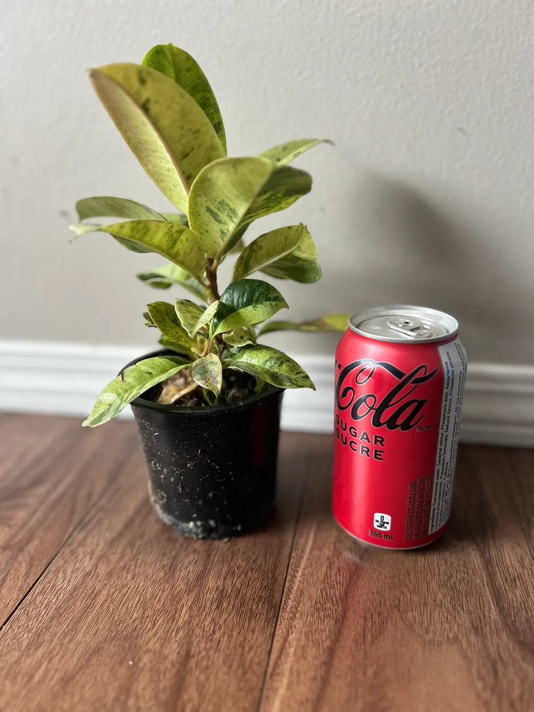 Ficus Variegated Plant thumbnail