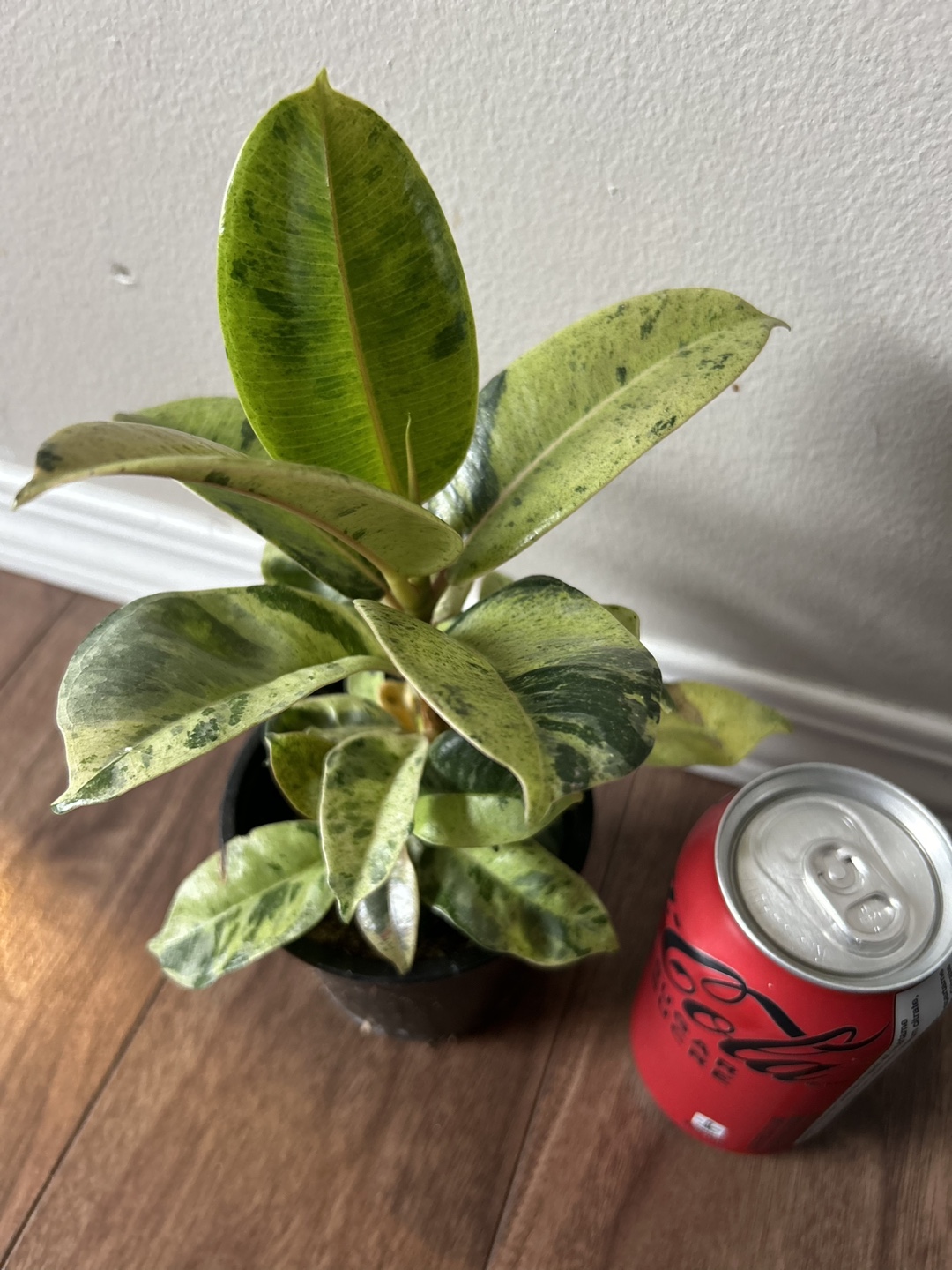 Ficus Variegated Plant - photo 3