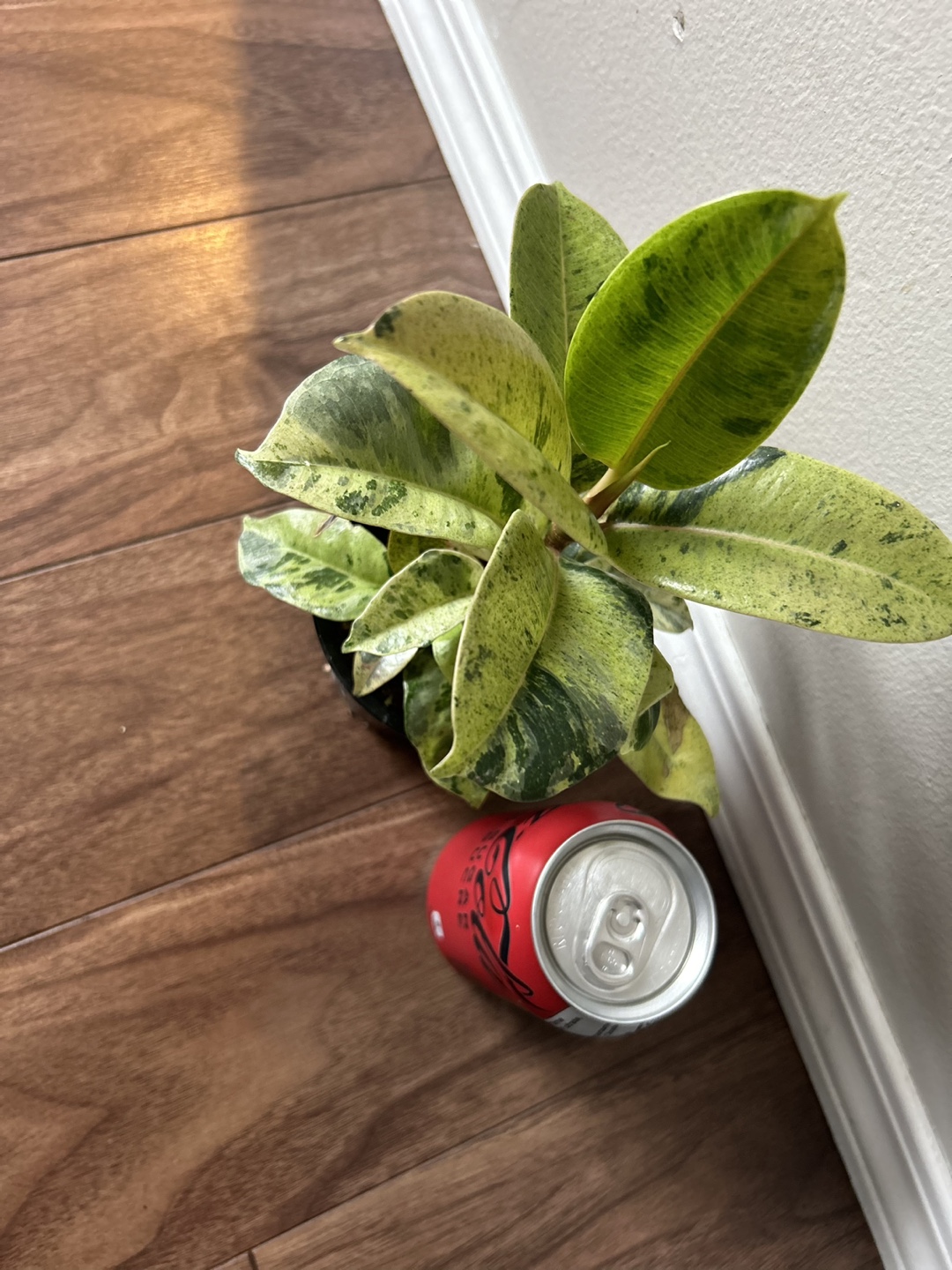 Ficus Variegated Plant - photo 2