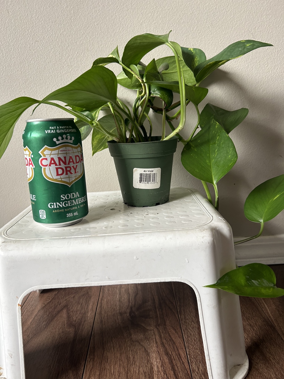 Golden Pothos Plant - photo 3