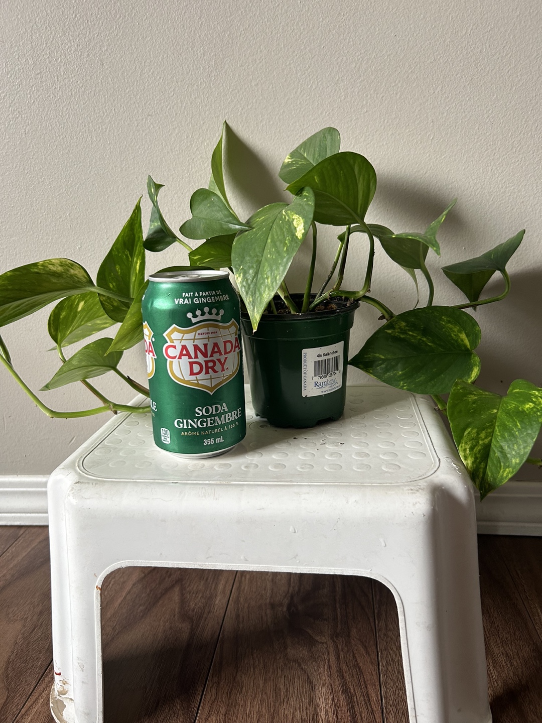 Golden Pothos Plant