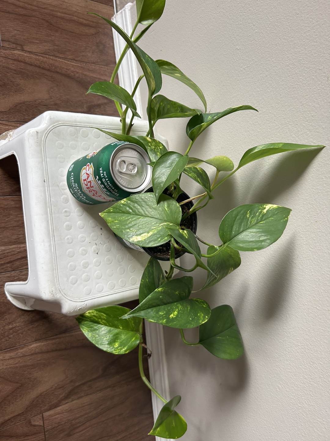 Golden Pothos Plant - photo 2