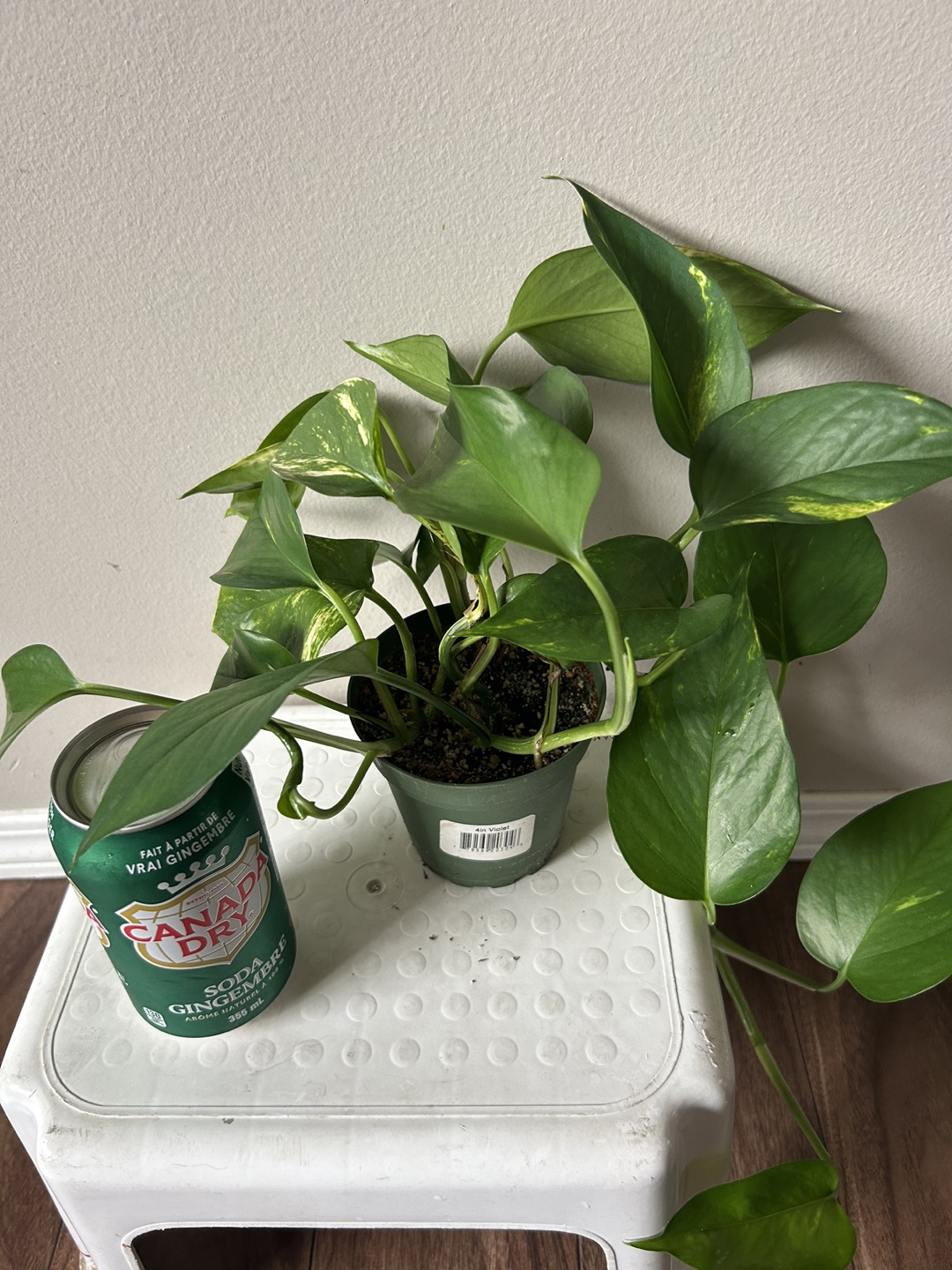 Golden Pothos Plant - photo 4