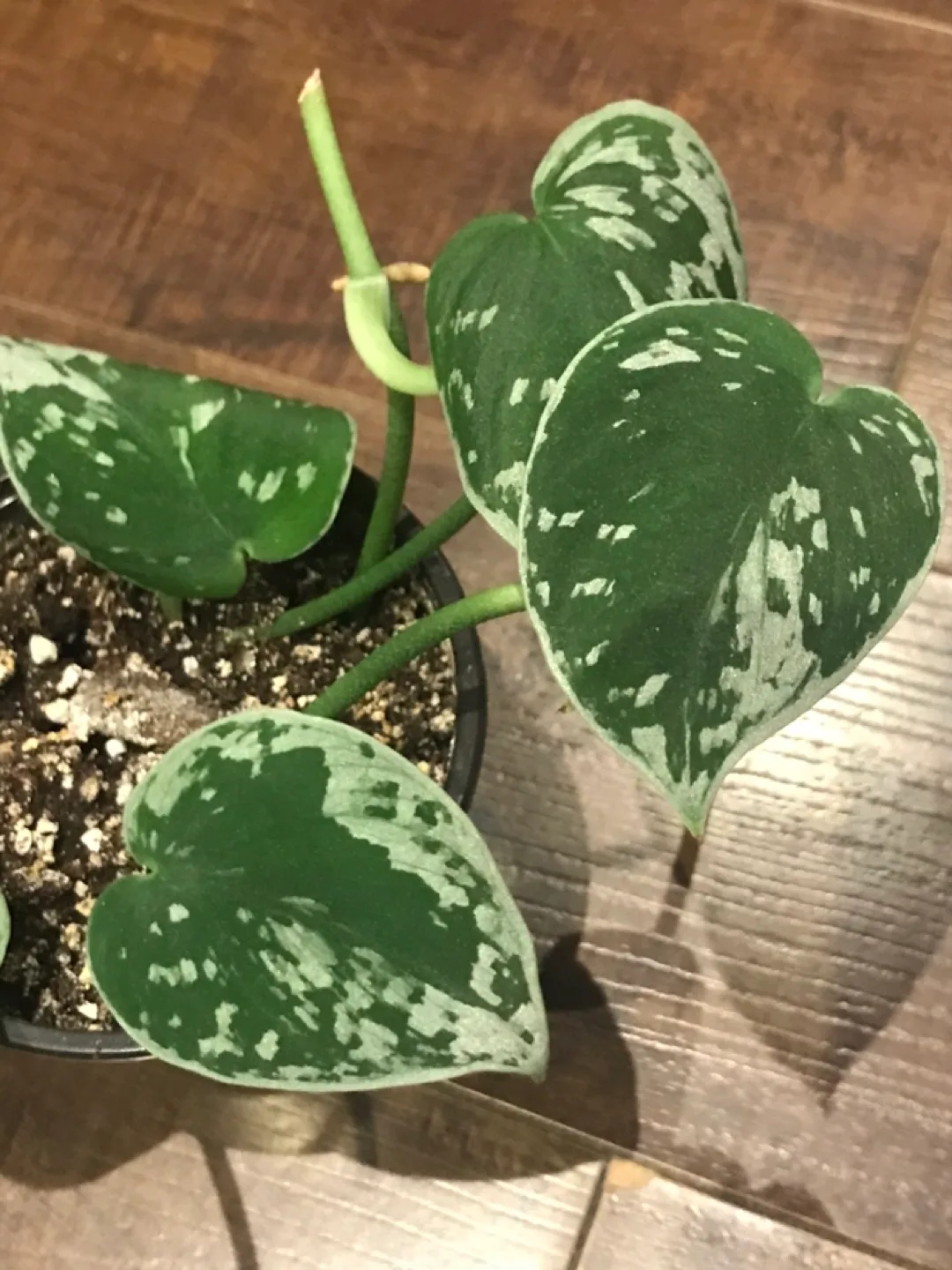 Satin Pothos Plant (Scindapsus Silvery Ann) image indicator(2)