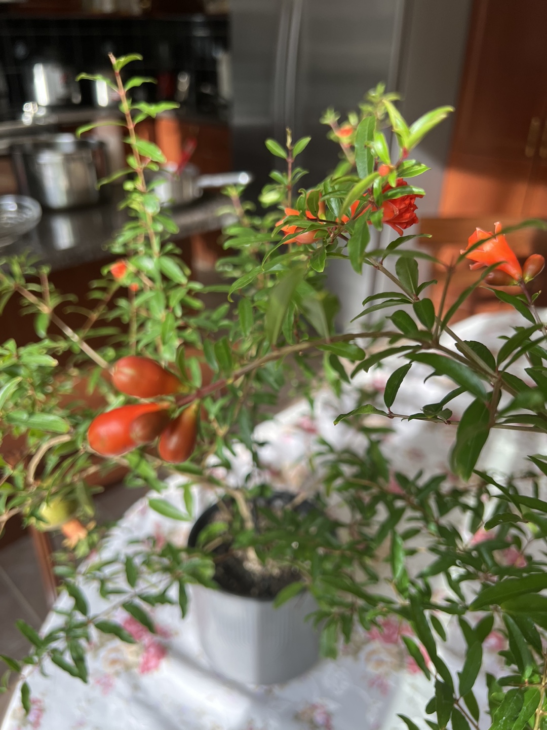 🪴 Pomegranate Tree (2) ❣️ - photo 3