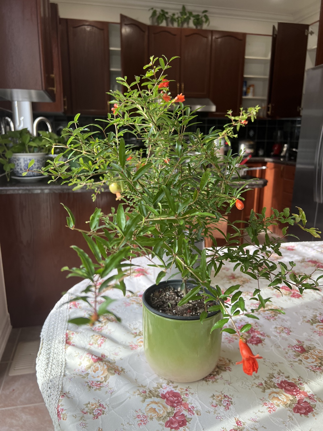 🪴 Pomegranate Tree (2) ❣️