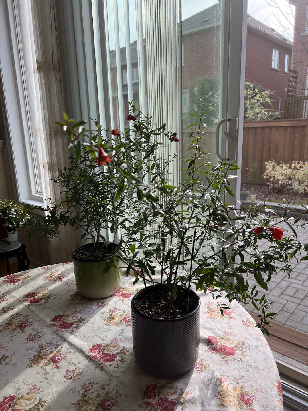 🪴 Pomegranate Tree (2) ❣️ - photo 2