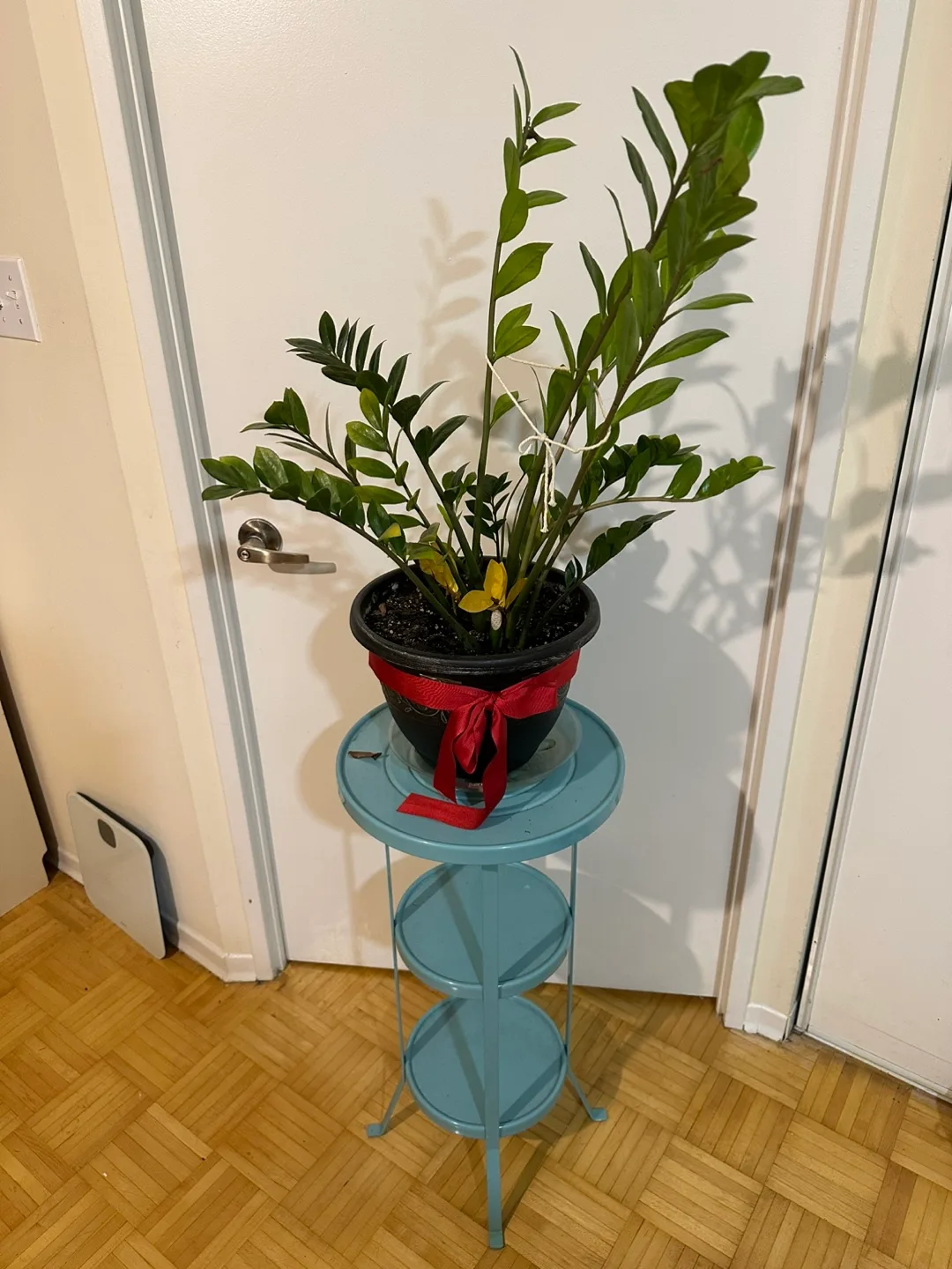 Snake Plant and Zamioculcas zamiifolia thumbnail