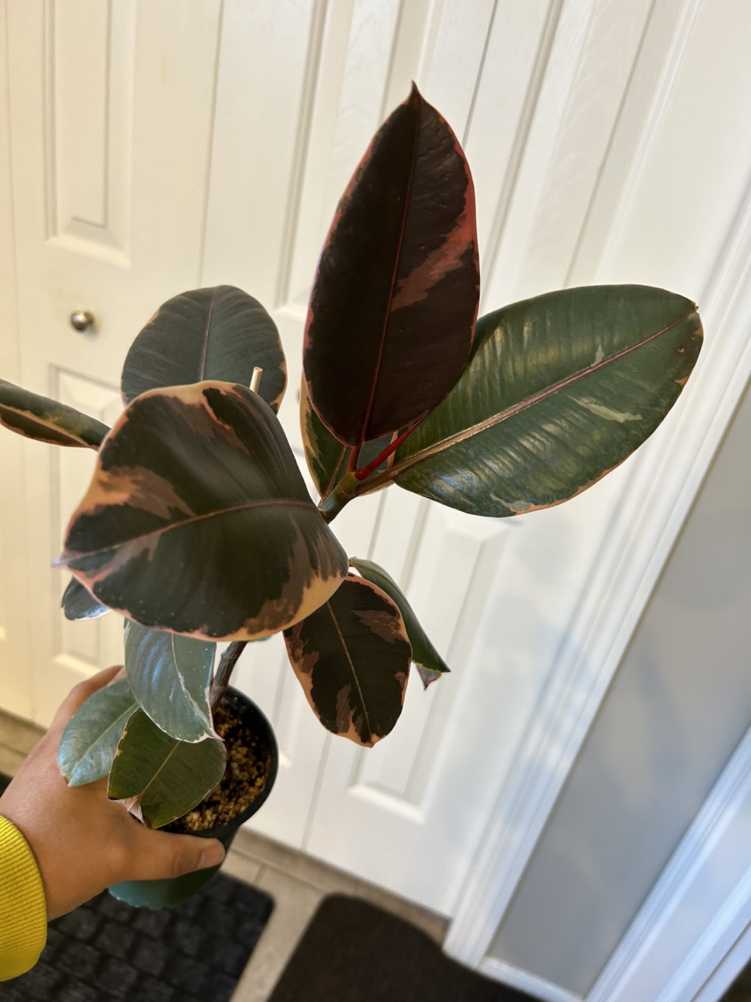 Ficus Variegated or Rubber plant Ruby - photo 3