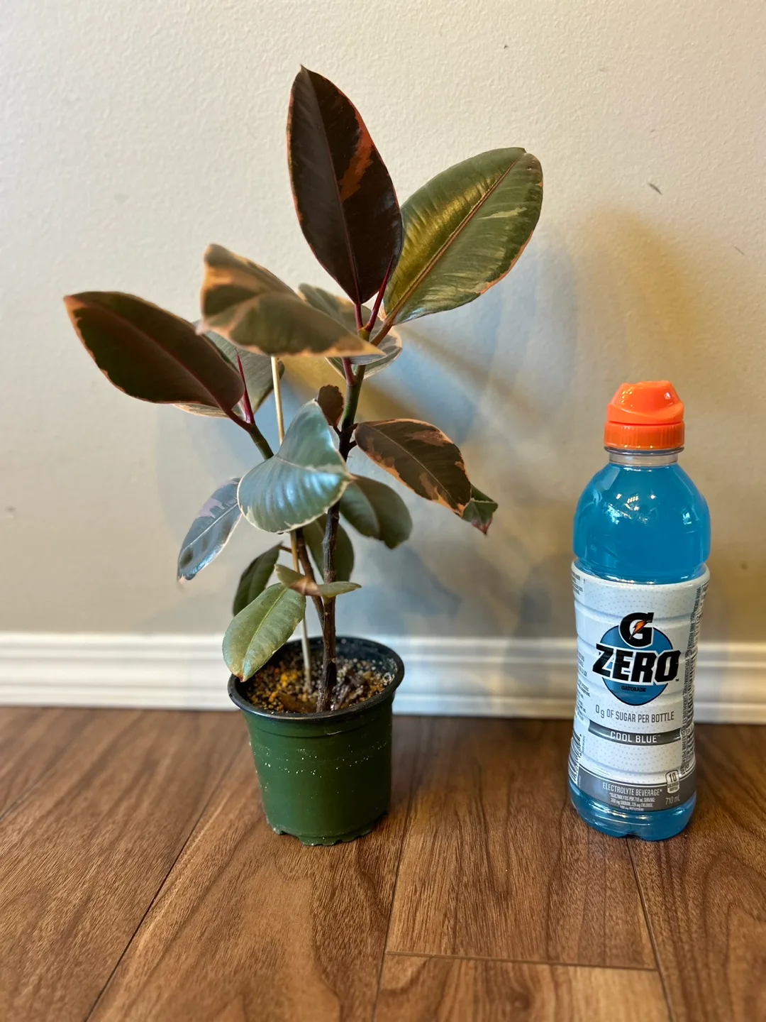 Ficus Variegated or Rubber plant Ruby thumbnail