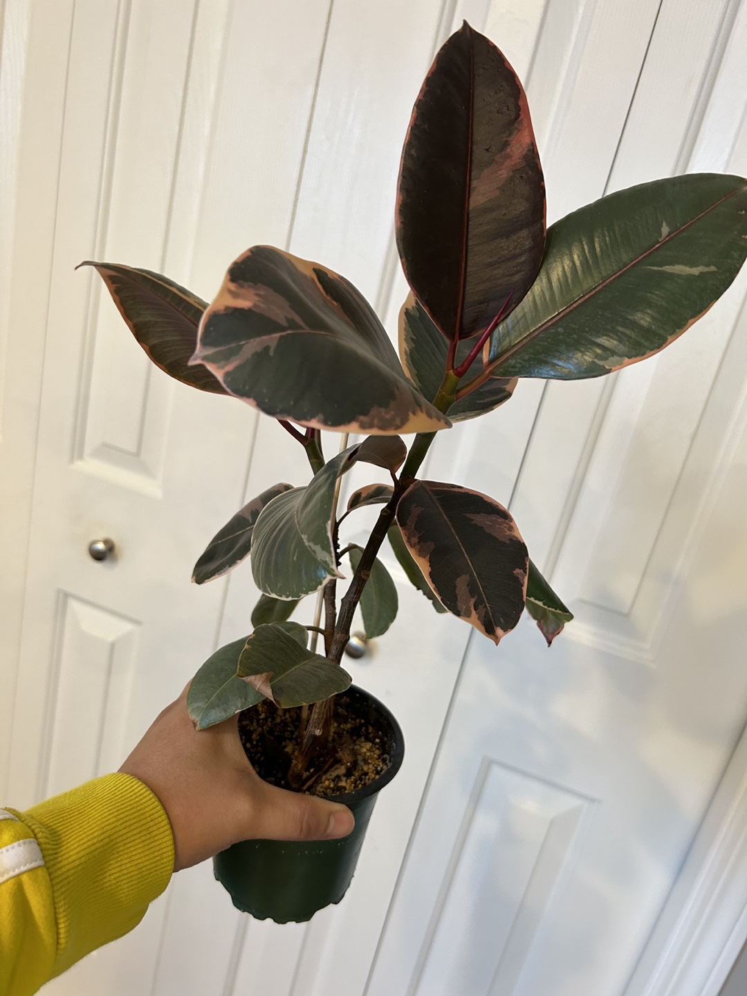 Ficus Variegated or Rubber plant Ruby - photo 4