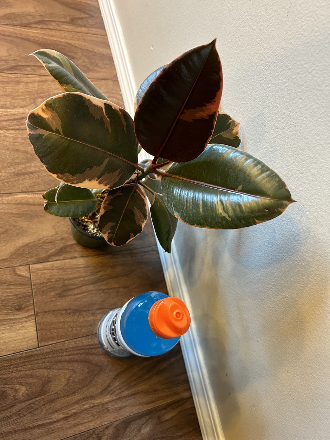 Ficus Variegated or Rubber plant Ruby - photo 2