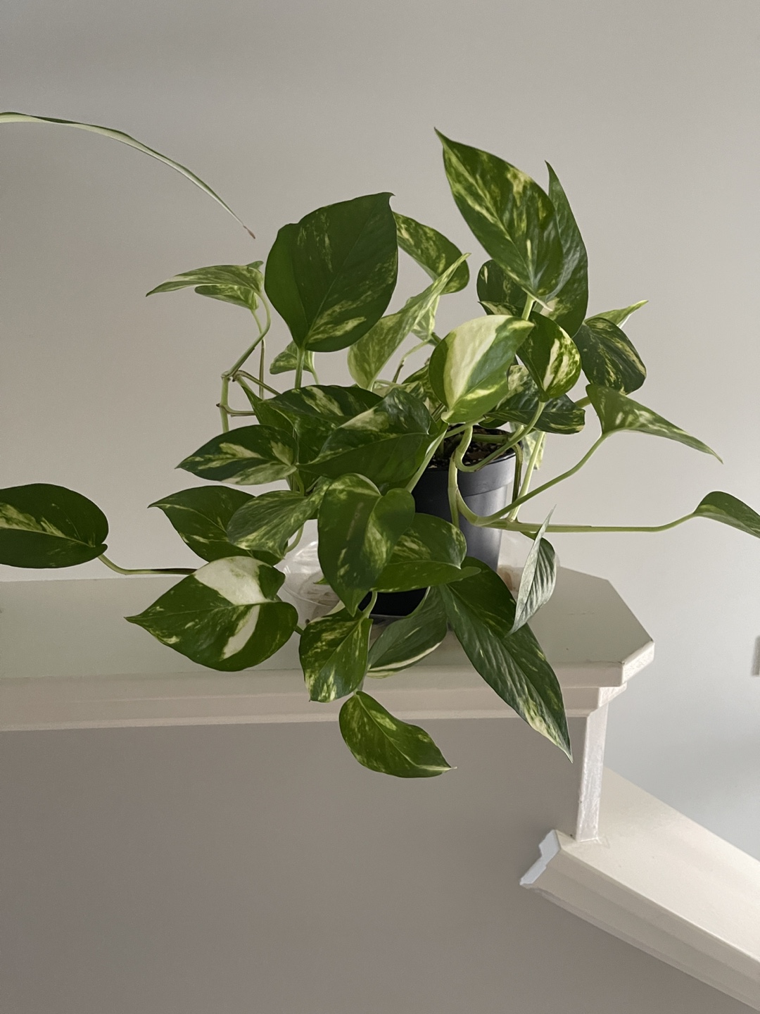 Hawaiian Pothos - photo 2