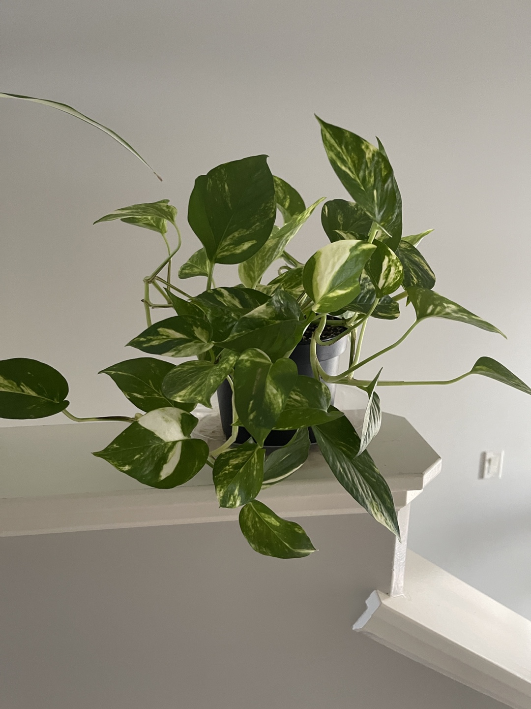 Hawaiian Pothos - photo 3