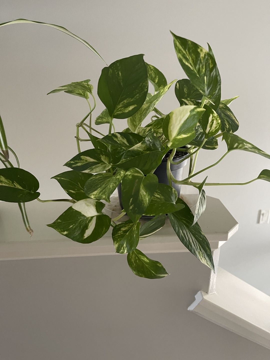 Hawaiian Pothos
