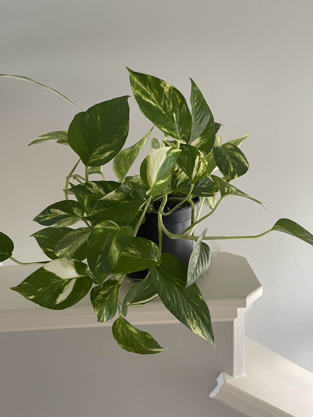 Hawaiian Pothos - photo 4