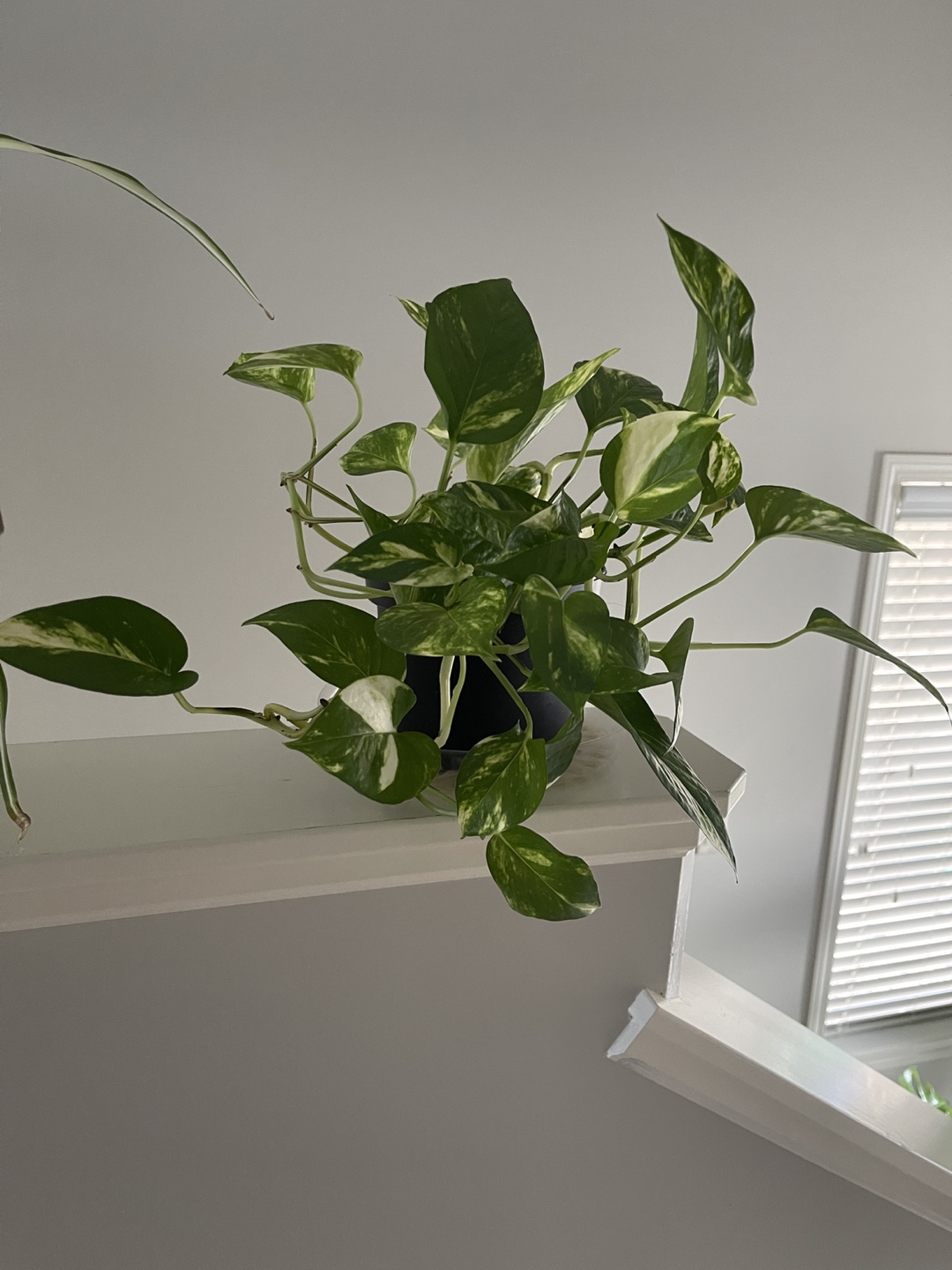 Hawaiian Pothos - photo 5