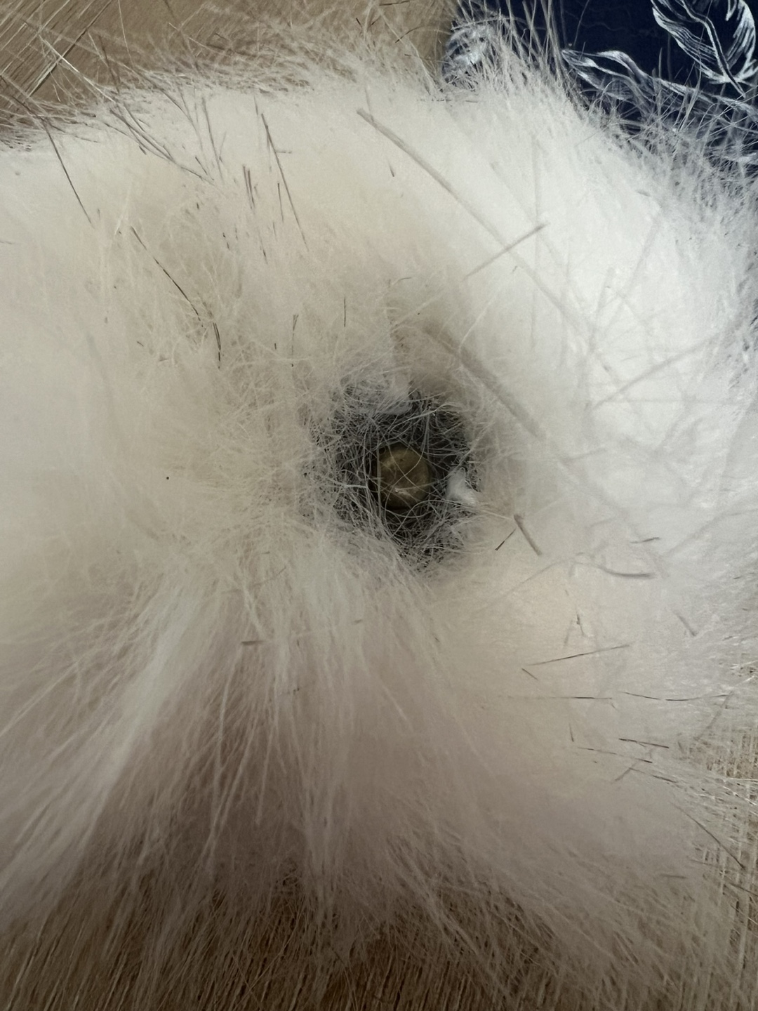 Halo Headwear Toque with Faux Fur Pom Pom - photo 4