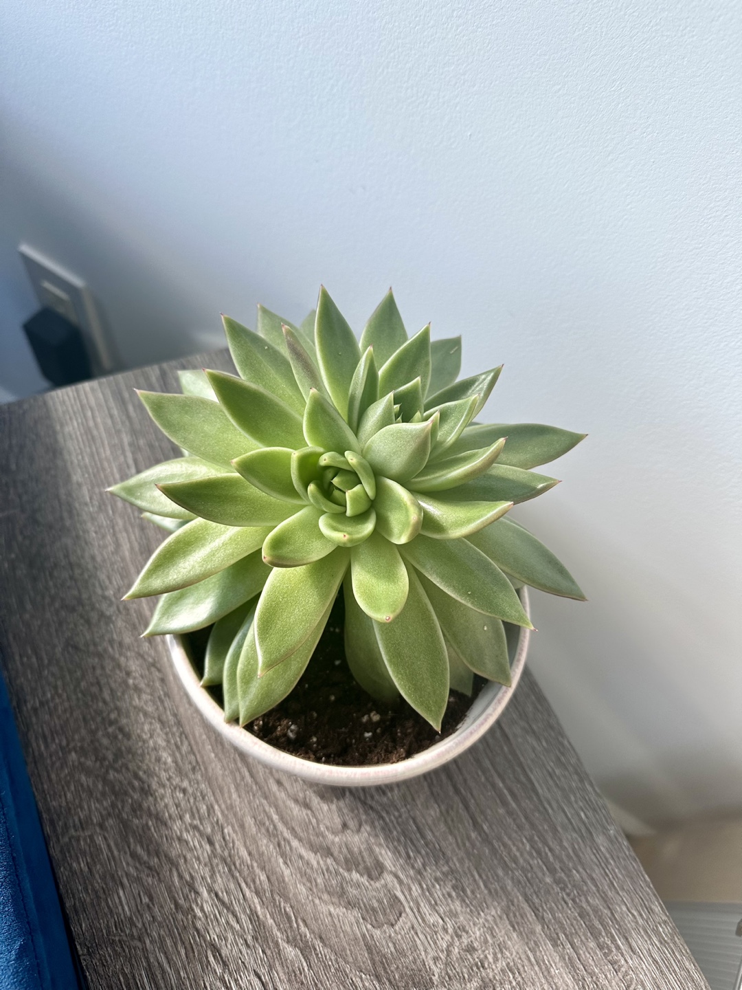 🧡 Large Lotus Succulent - photo 2
