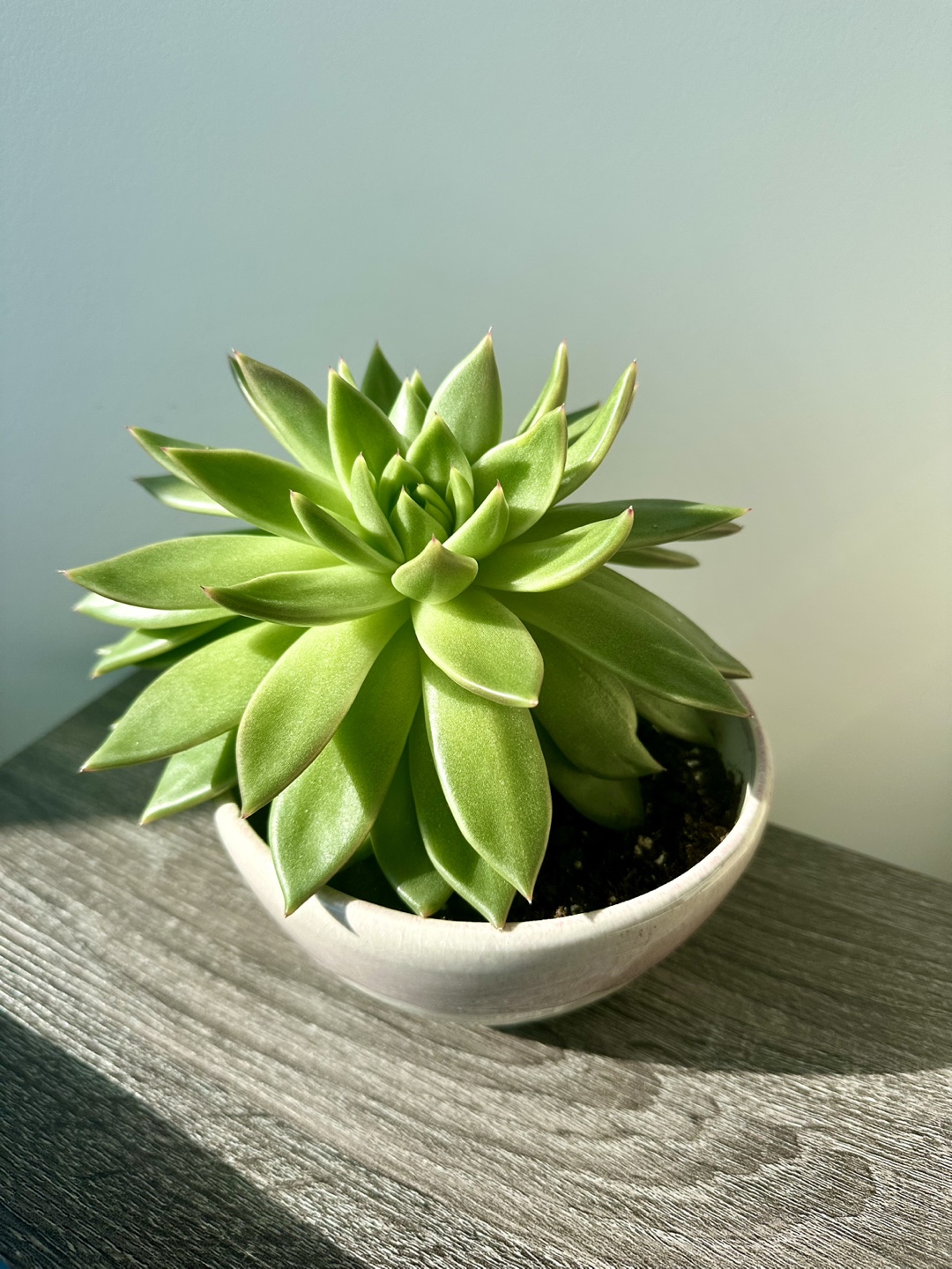 🧡 Large Lotus Succulent