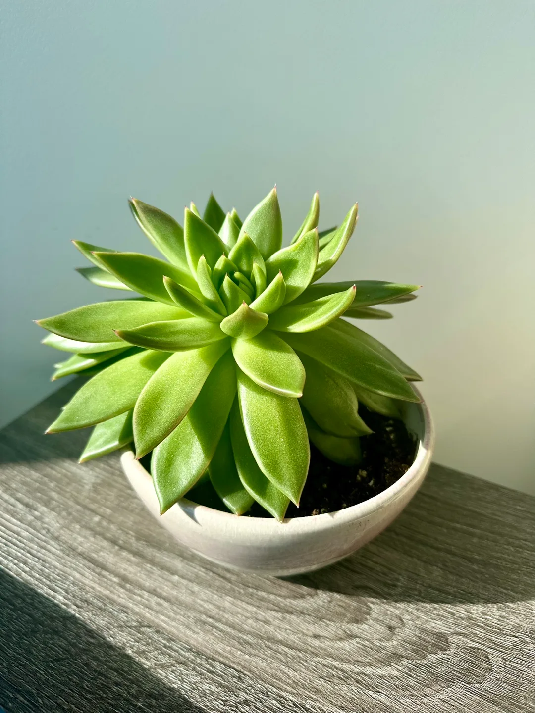 🧡 Large Lotus Succulent thumbnail