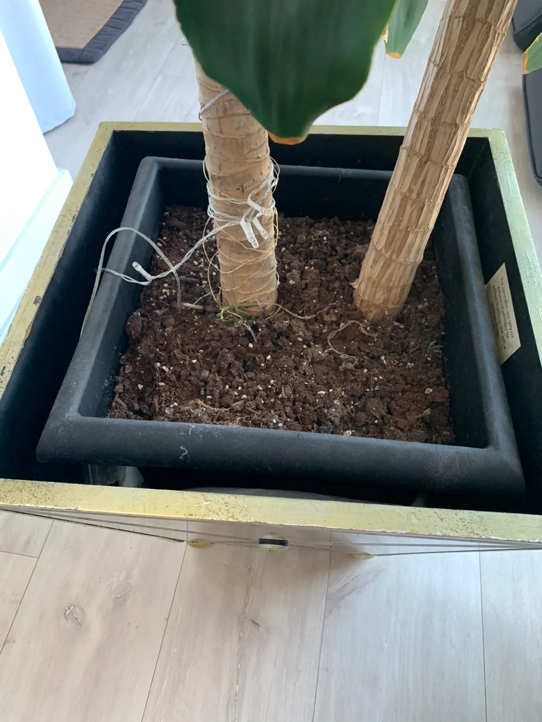 Mirrored Plant Pot image indicator(3)