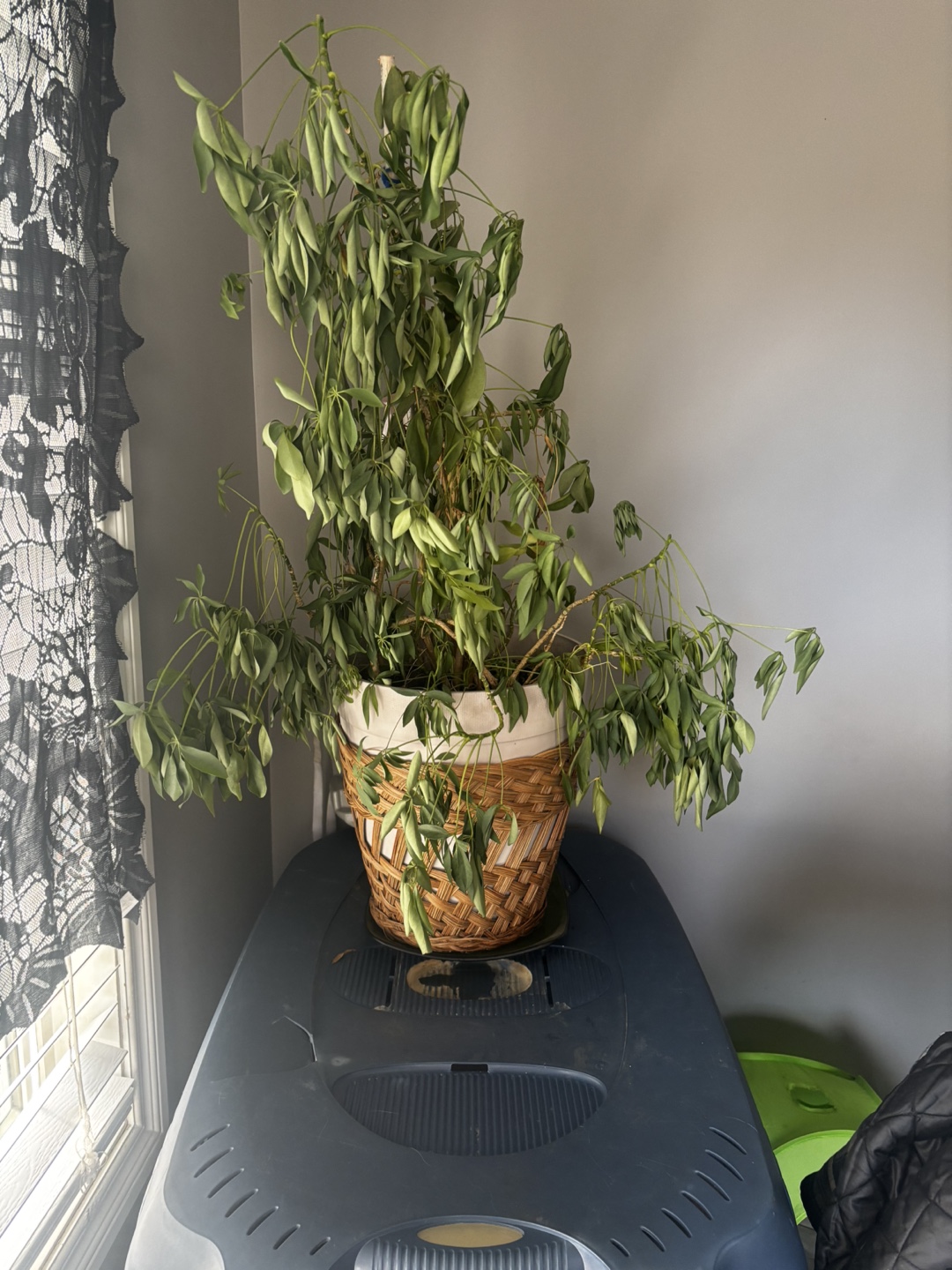 Large Umbrella Plant