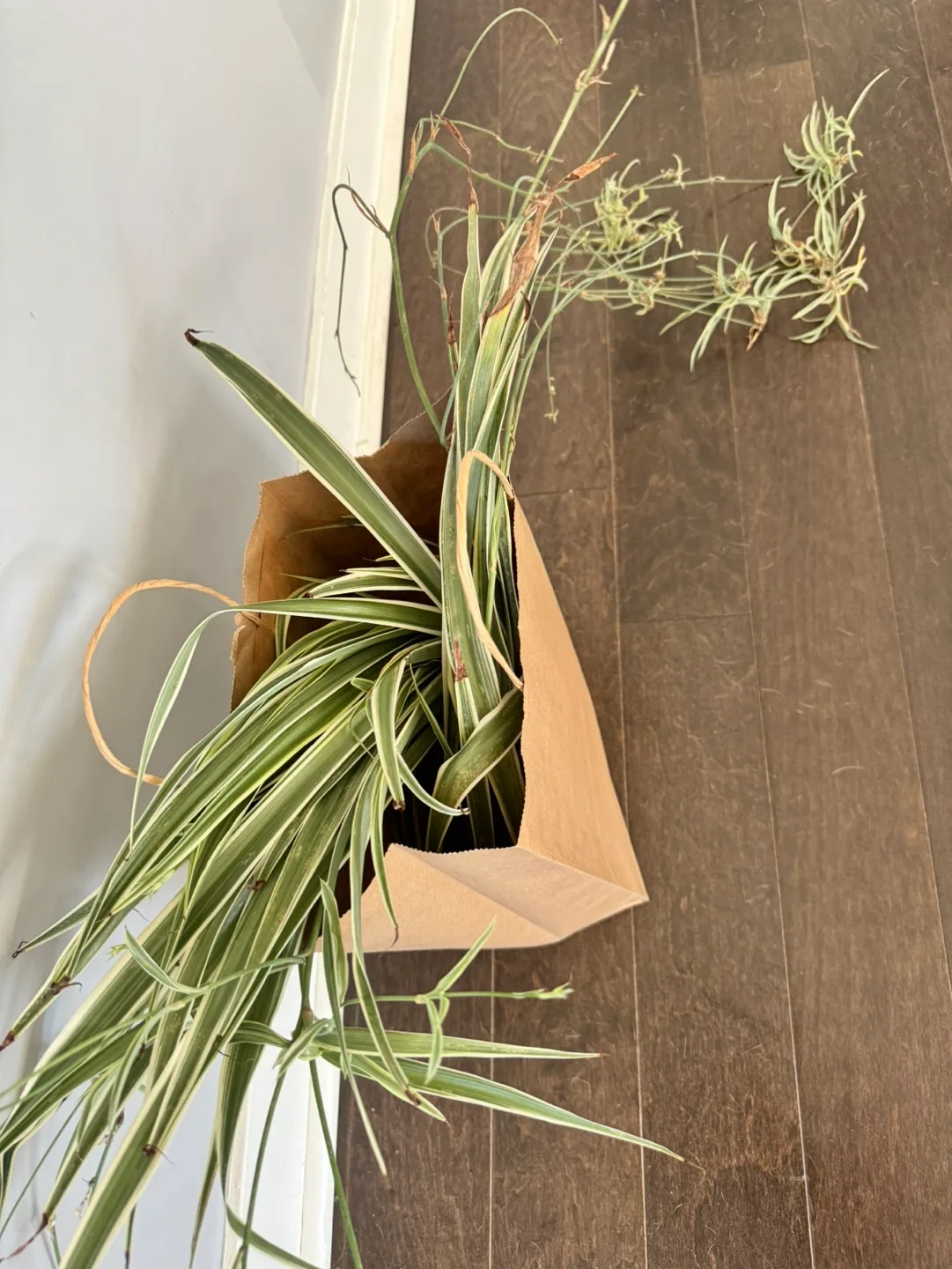🧡Spider Plants in Paper Bag🧡 thumbnail