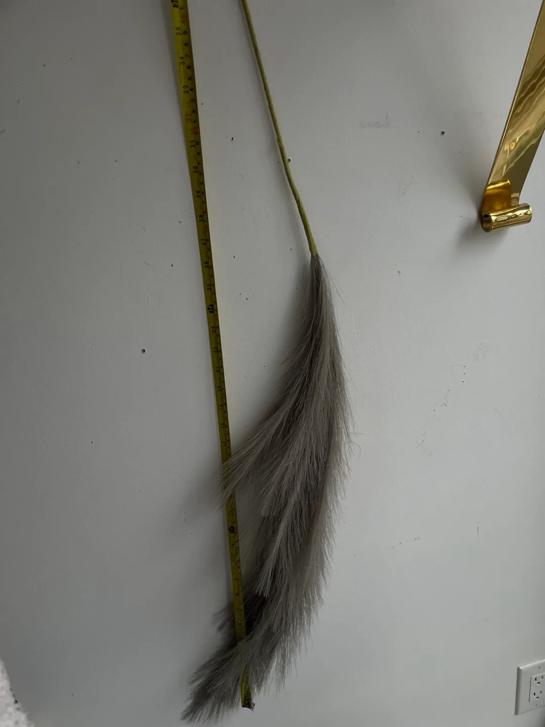 Pampas Grass image indicator(5)