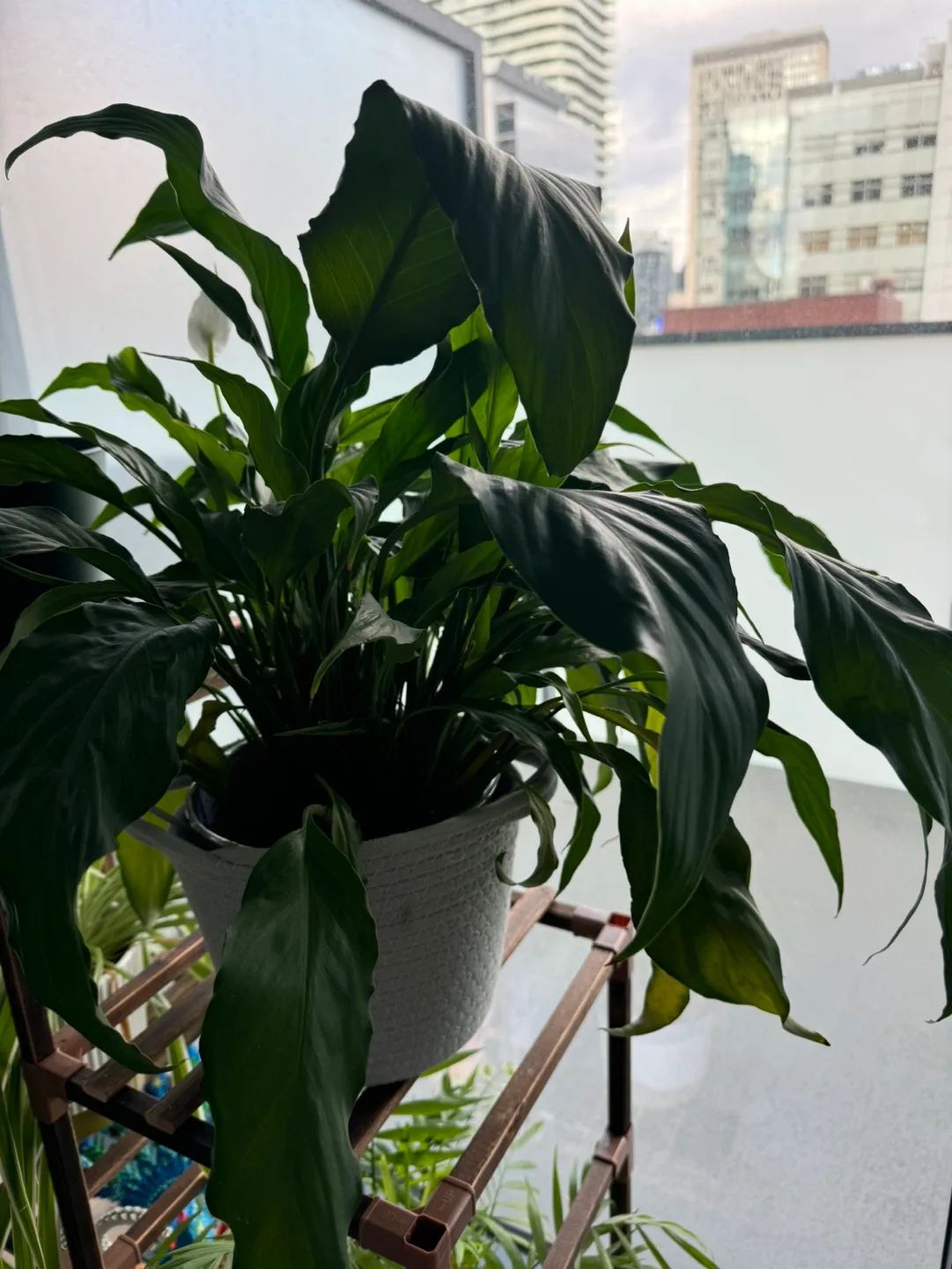 Peace Lily Plant + free vase🧡 image indicator(3)