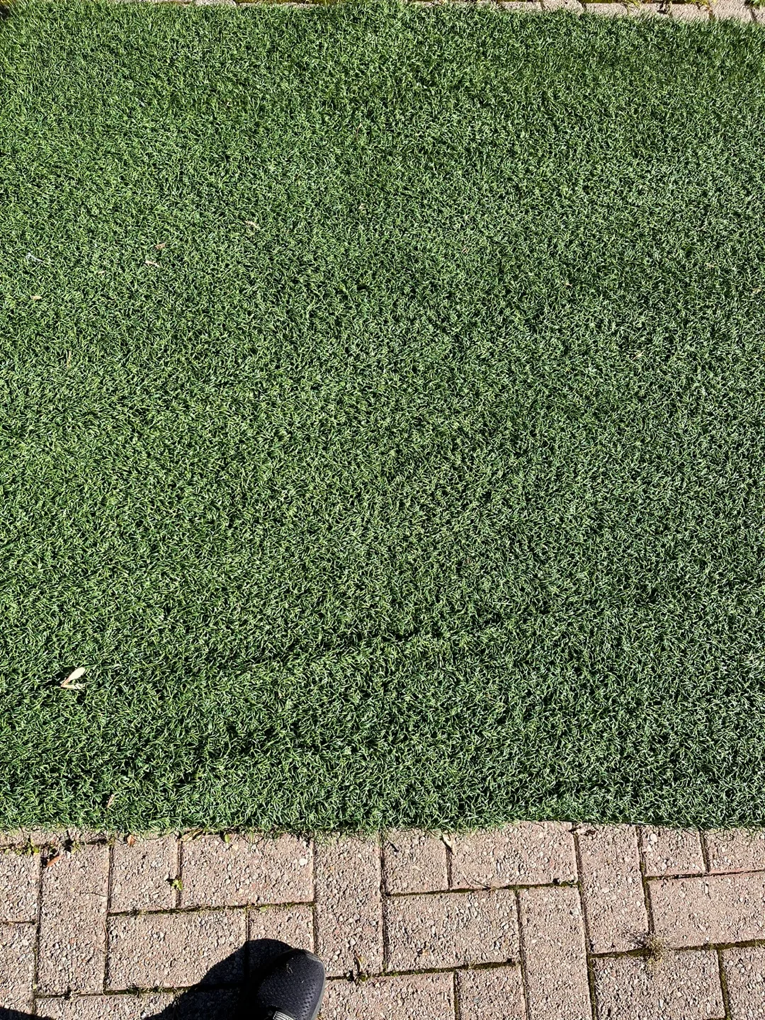 Artificial Grass image indicator(2)