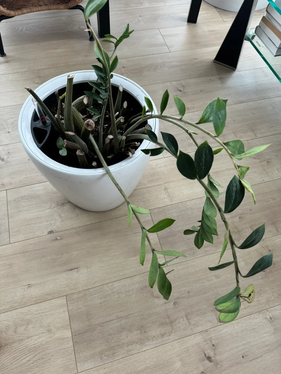 ZZ Plant thumbnail