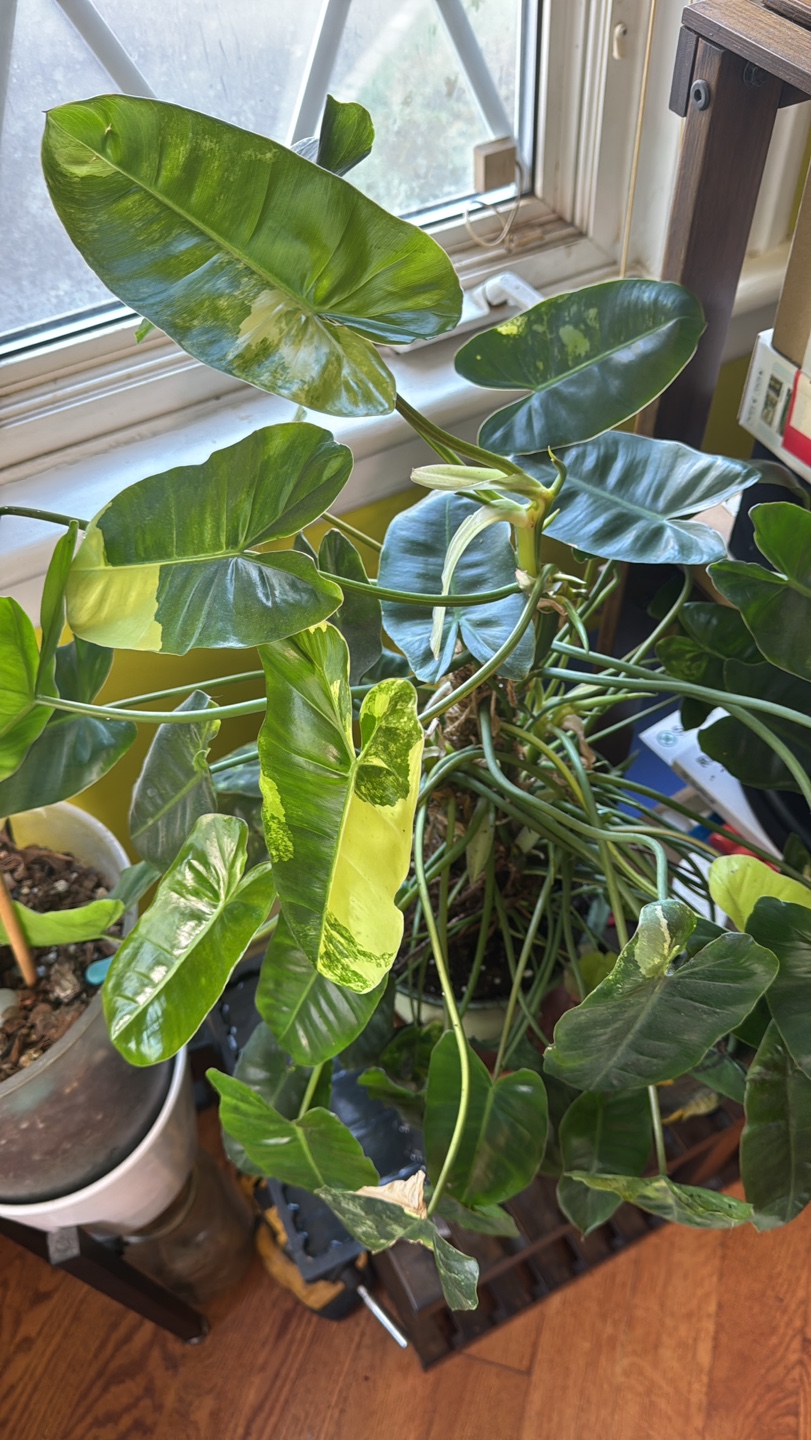 Variegated Philodendron Burle  Marx