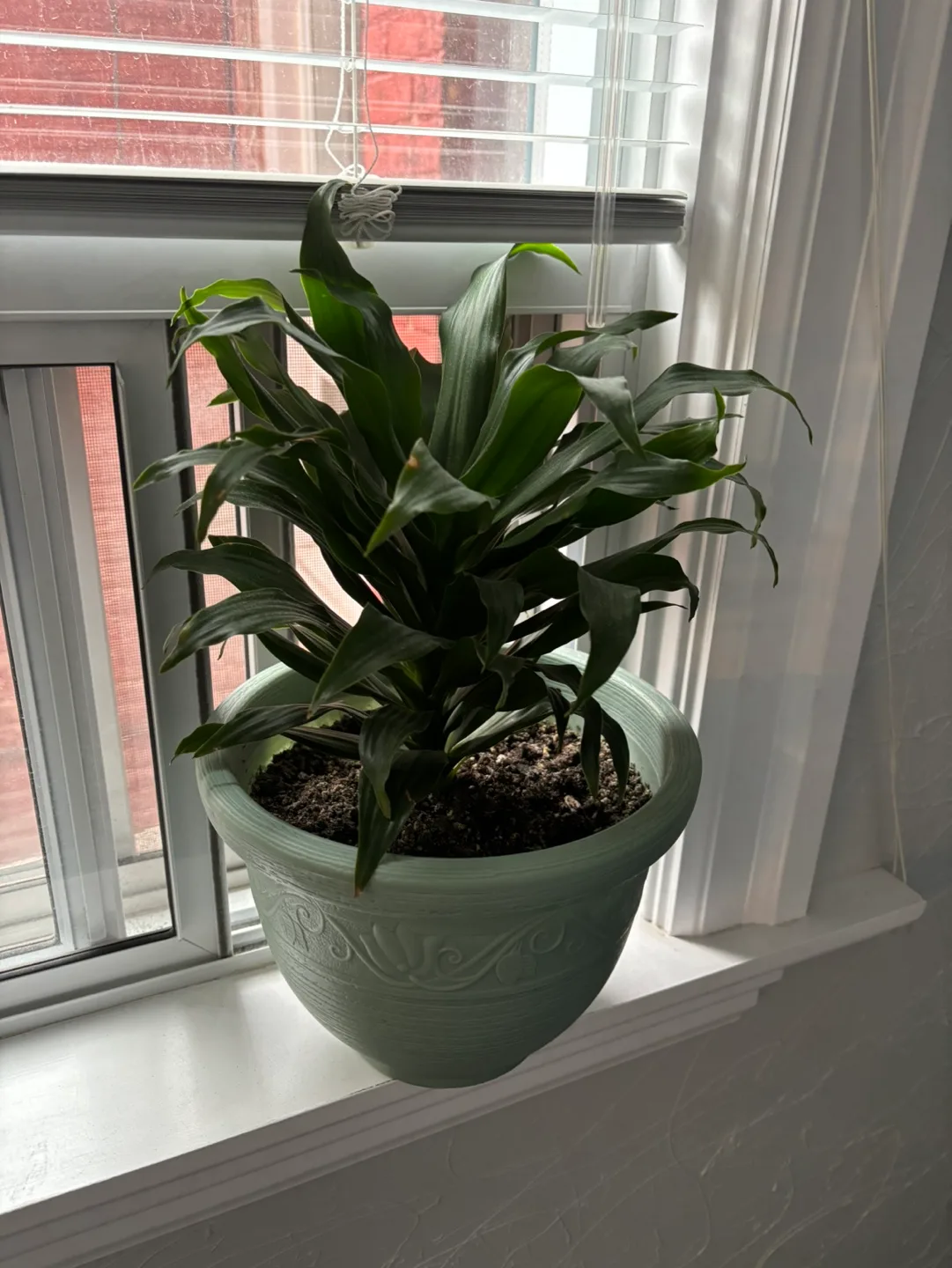 Large Dracaena Plant thumbnail