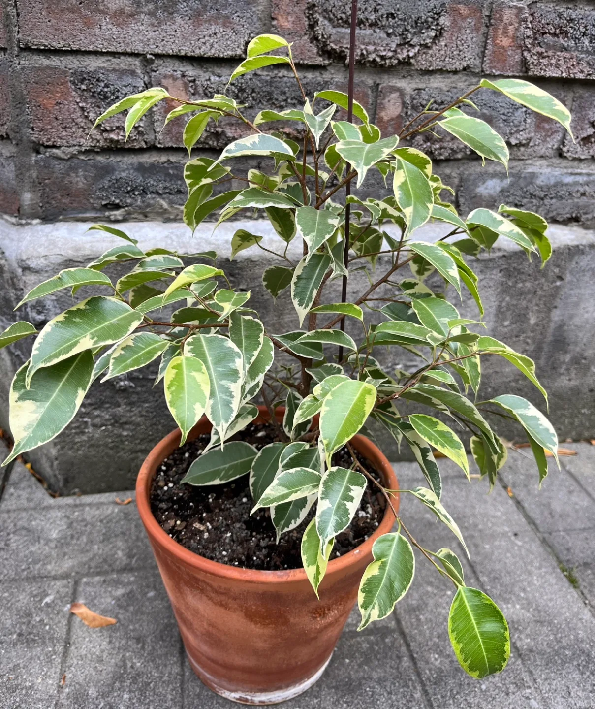 Healthy Weeping fig in 8” pot( pot included) image indicator(3)