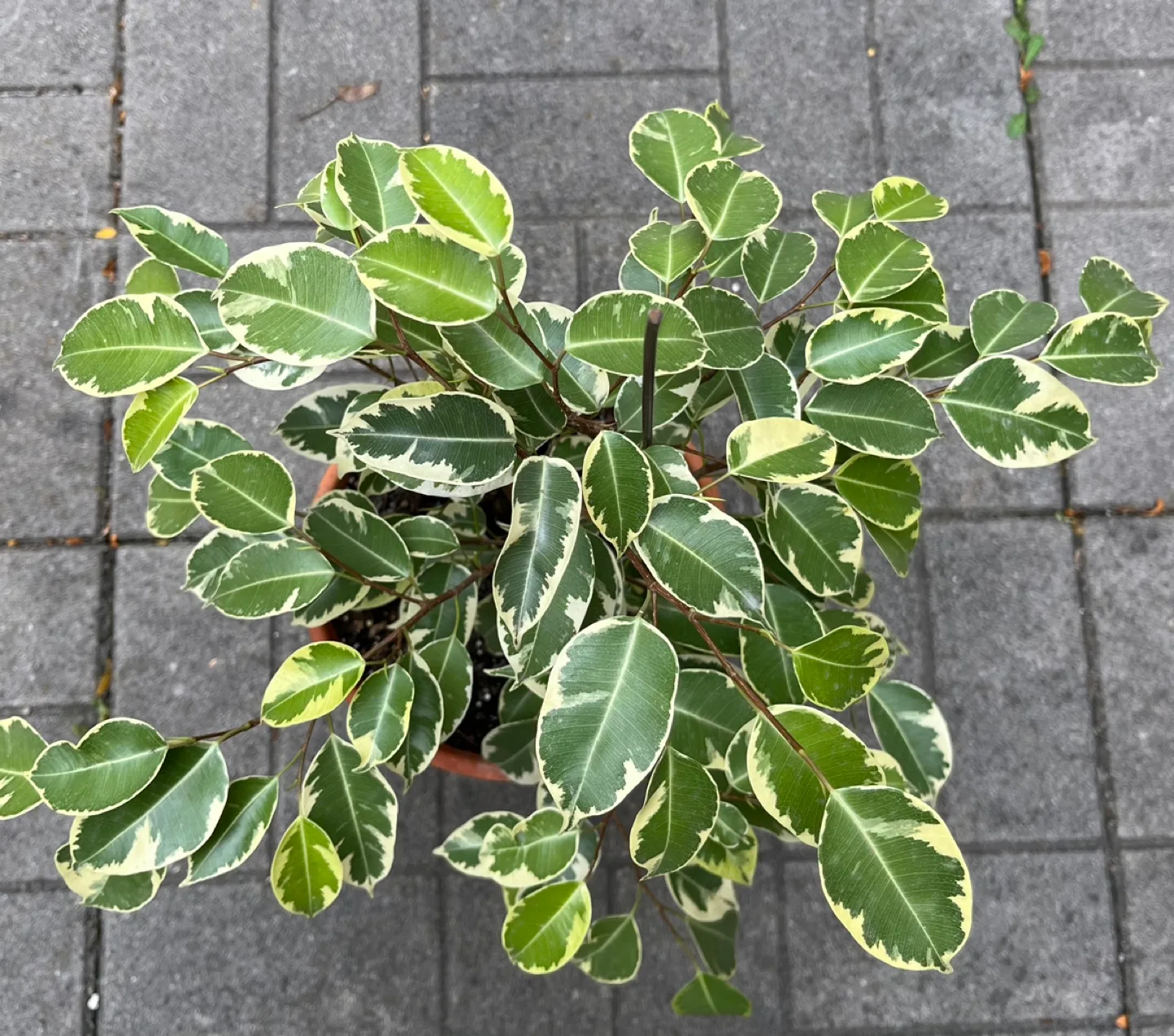 Healthy Weeping fig in 8” pot( pot included) image indicator(2)