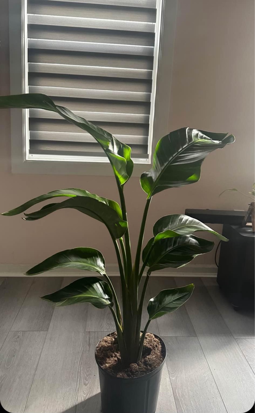 Bird of Paradise Plant - photo 3
