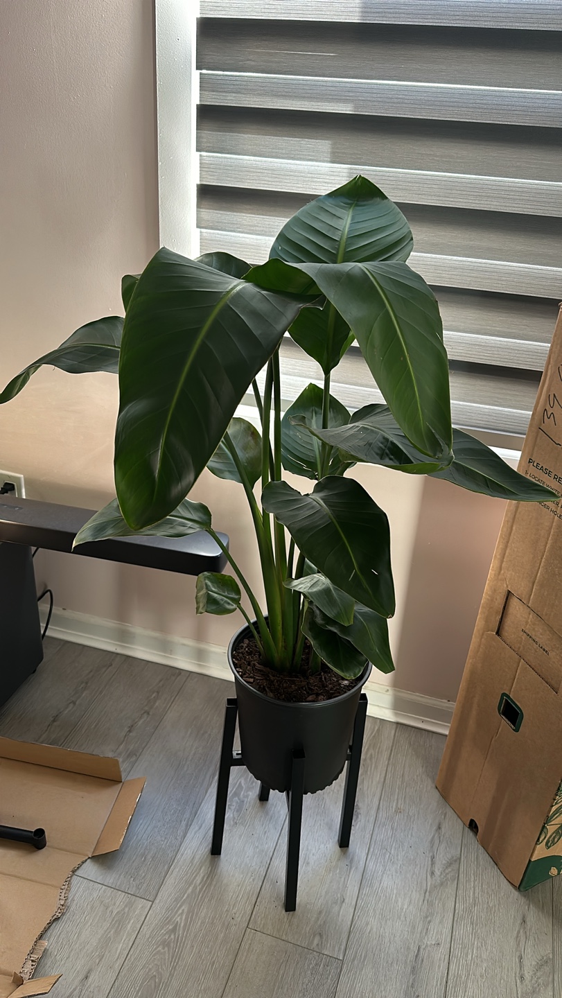 Bird of Paradise Plant - photo 2