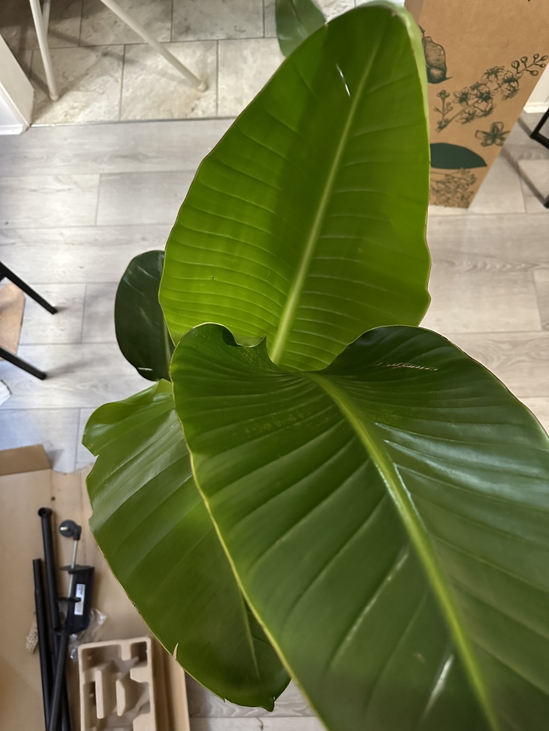 Bird of Paradise Plant - photo 4