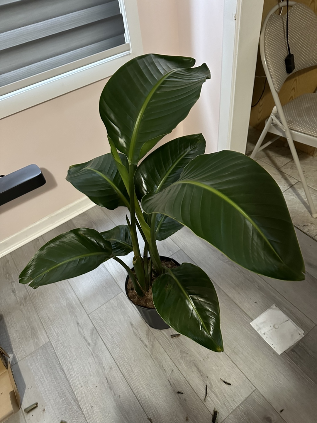Bird of Paradise Plant - photo 5