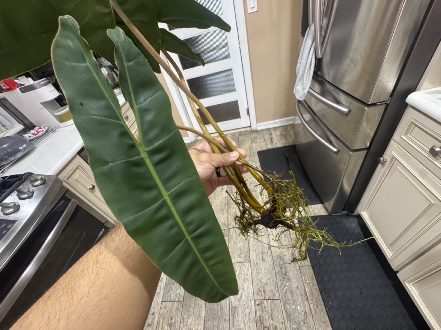 Rooted Cutting Variegated Billietae - Riverted - photo 2