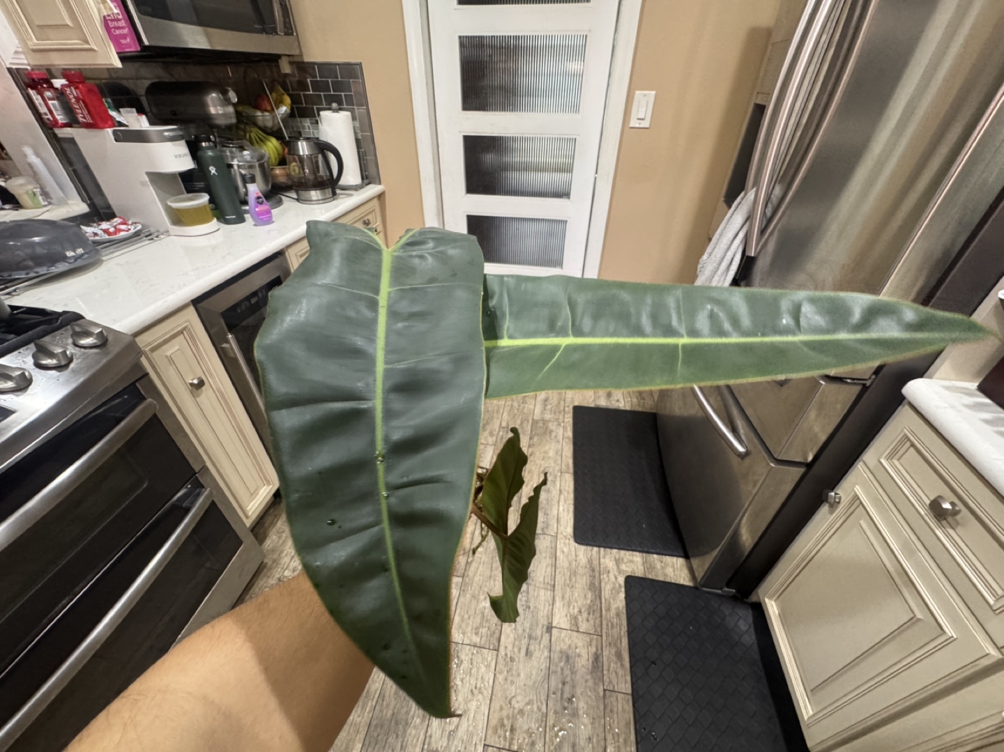 Rooted Cutting Variegated Billietae - Riverted