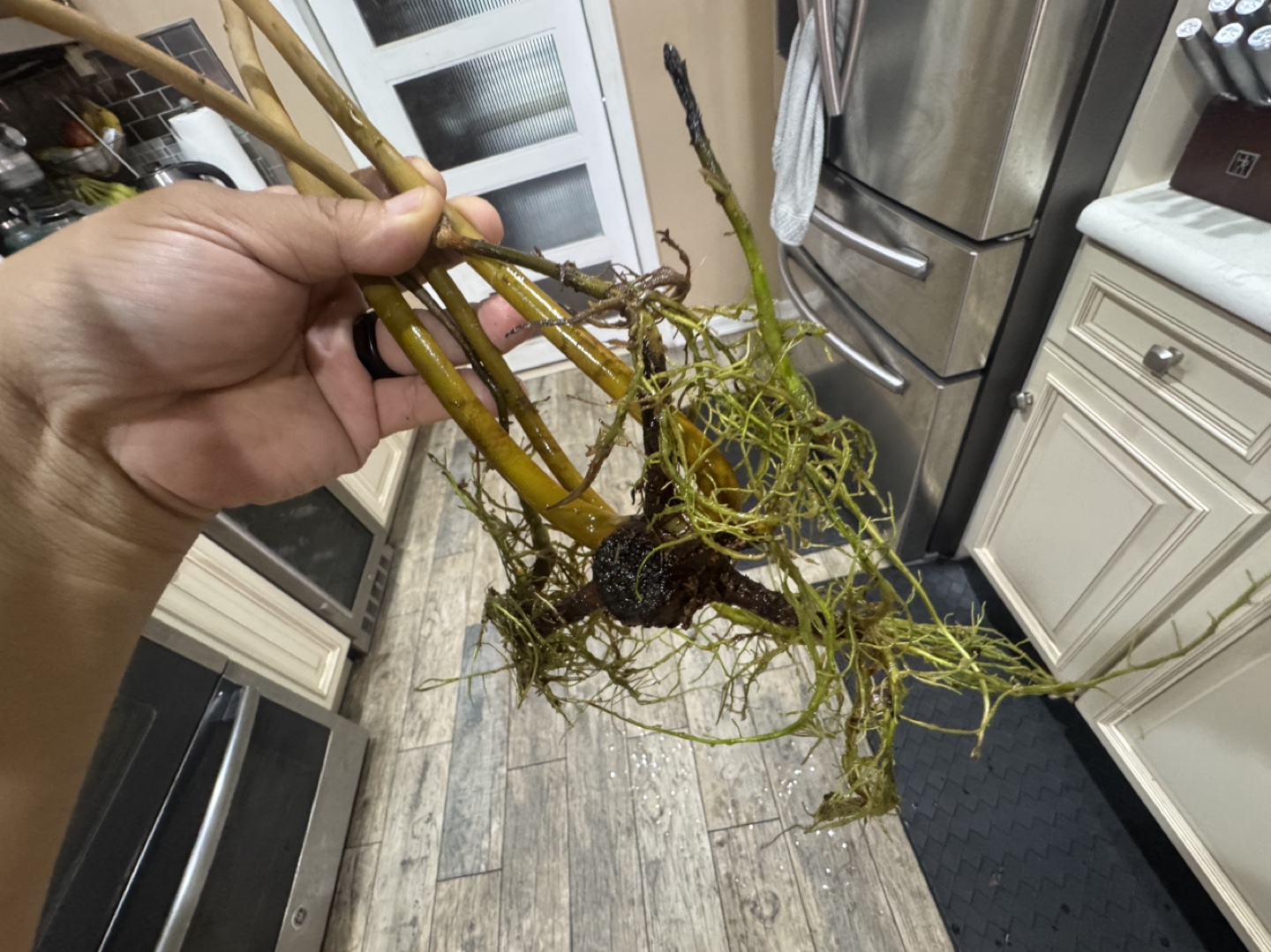 Rooted Cutting Variegated Billietae - Riverted - photo 3