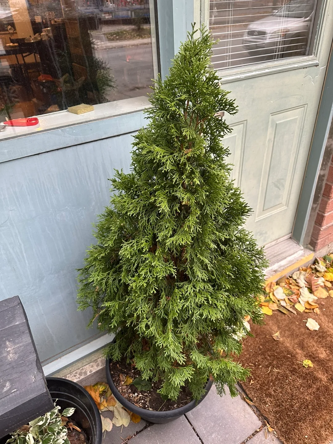 Cedar Tree thumbnail