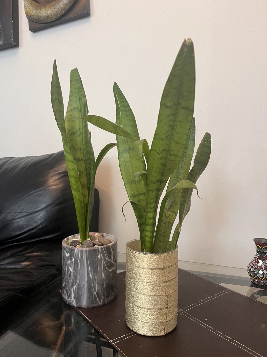 Two Snake Plants in Pots