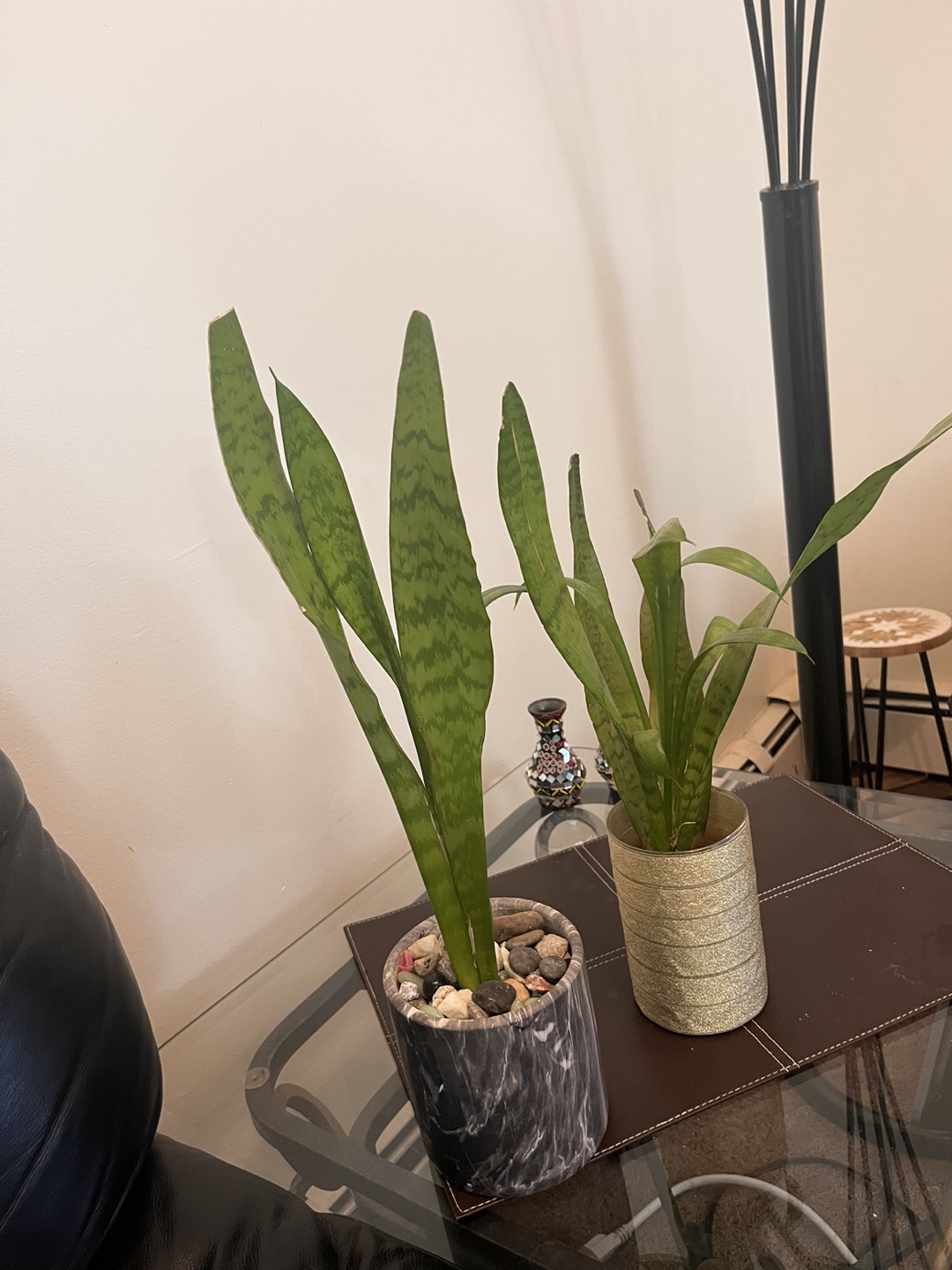 Two Snake Plants in Pots - photo 3