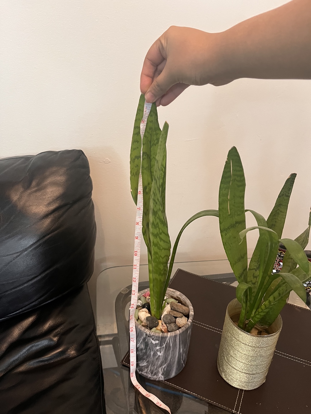 Two Snake Plants in Pots - photo 2