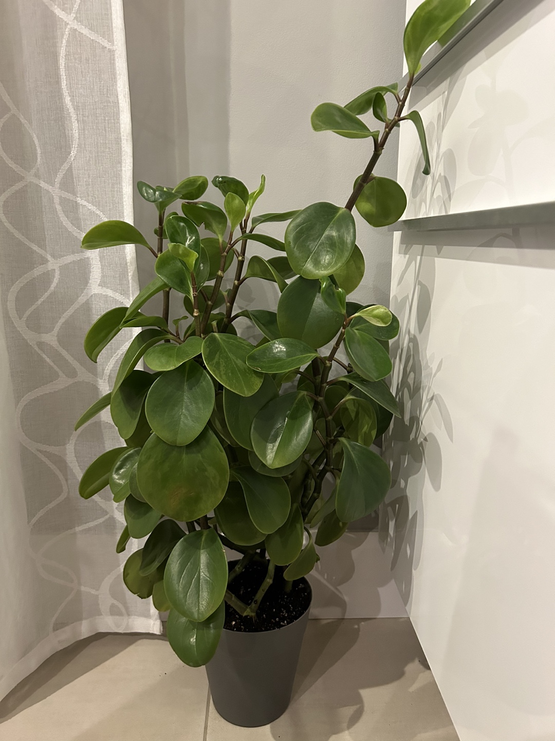 Large Home Plant 🪴