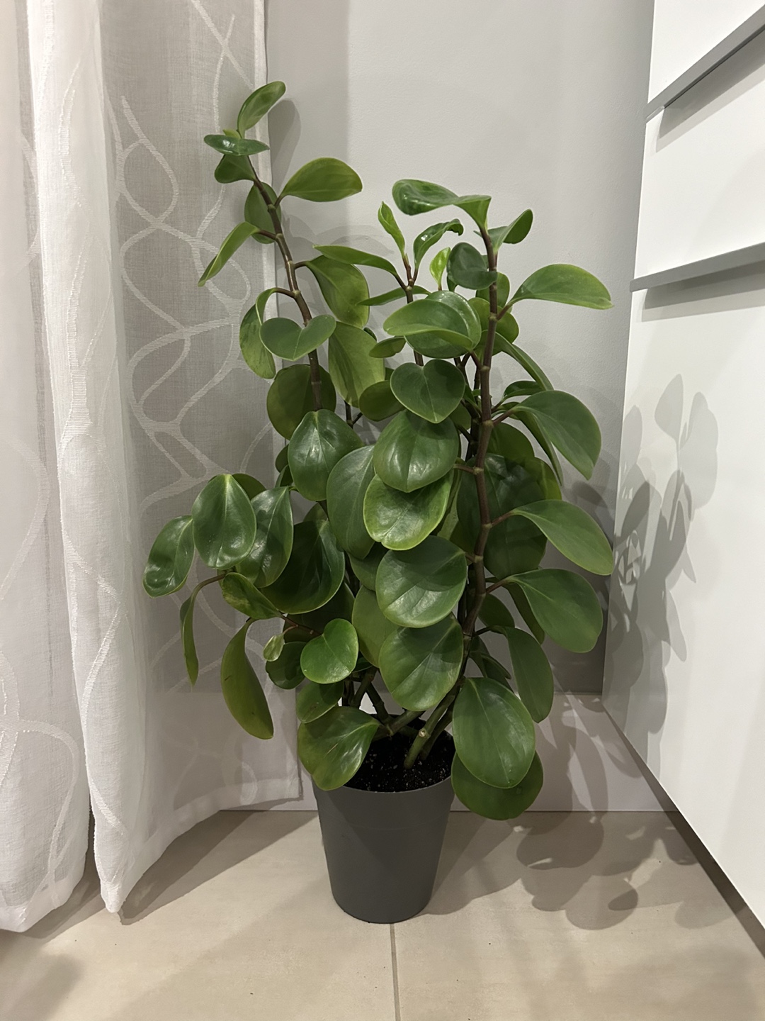 Large Home Plant 🪴 - photo 2